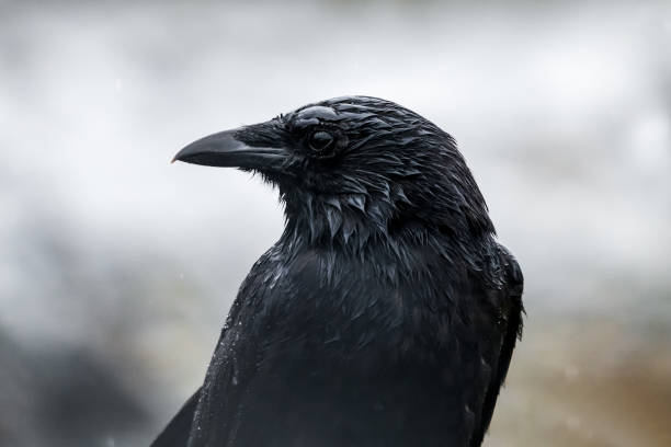 Wet Raven Close-up of a wet raven in the rain. Raven stock pictures, royalty-free photos & images