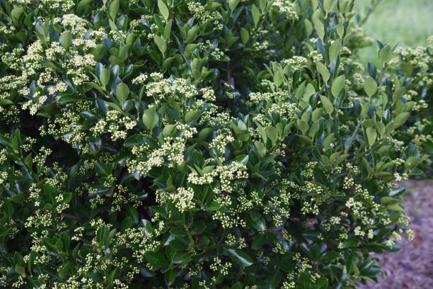 istock Japanese spindle flowers. 1322607892