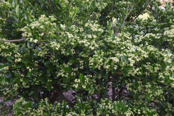istock Japanese spindle flowers. 1322607893