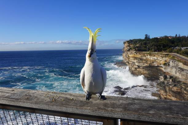 Cheeky Cockatoo with an Almond in its Beak and the Ocean as a Backdrop Sydney, NSW, Australia, May 31, 2021. sulphur crested cockatoo photos stock pictures, royalty-free photos & images