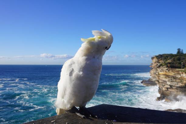 istock Cockatoo displaying the Back of its Head with half its Crest missing 1322608856