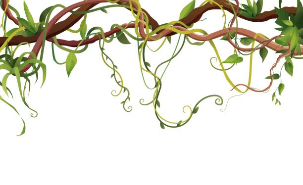 ilustraciones, imágenes clip art, dibujos animados e iconos de stock de liana o ramas sinuosas de vid con hojas tropicales de fondo. plantas trepadoras tropicales de la selva. - ivy vine leaf frame