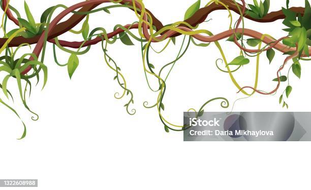 Liana Or Vine Winding Branches With Tropic Leaves Background Jungle Tropical Climbing Plants Stock Illustration - Download Image Now
