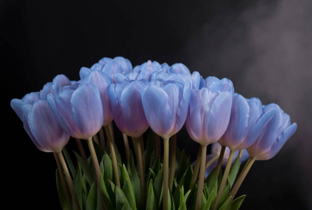 istock A bouquet of blue tulips on a black background. Space for the text . 1322609759