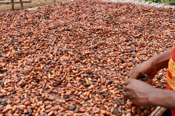 istock Finest cocoa beans across the world 1322610734