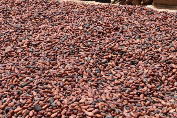 istock Finest cocoa beans across the world 1322610763