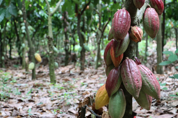Healthy cocoa pods on cocoa tree colorful Healthy cocoa pods on cocoa tree colorful. Cocoa farms that are well catered for with abundant pods on each cocoa tree ghana photos stock pictures, royalty-free photos & images