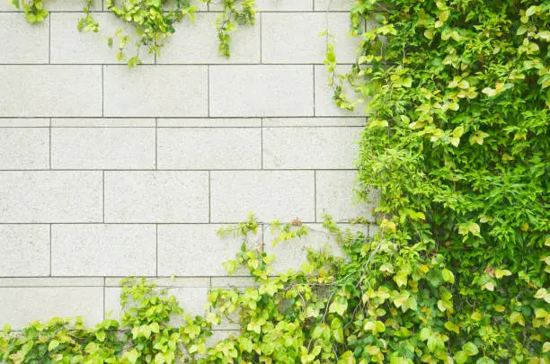 Photo of white granite block wall overgrown with green ivy plants