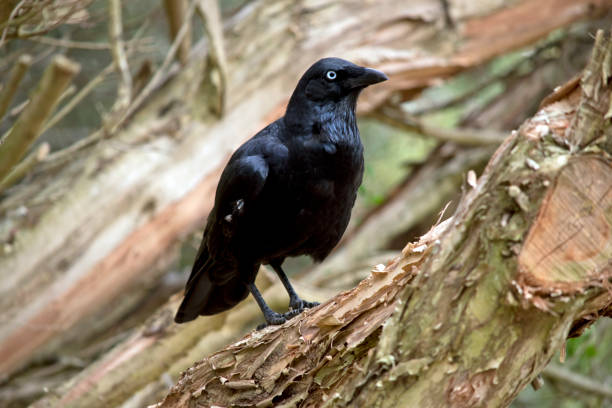 istock this is a side view of an Australian raven 1322614386