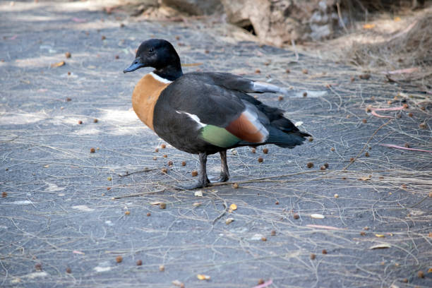 istock this is a male Australian shelduck standing on a path 1322614403