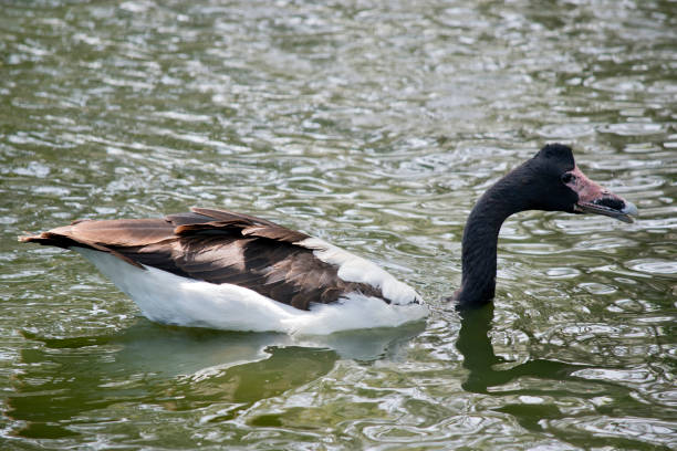 istock this is a side view of a  magpie goose 1322615979