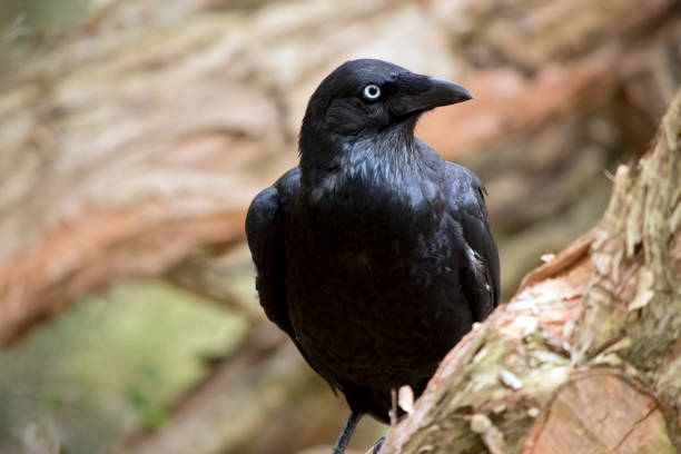 istock the Australian raven is a black bird 1322616321