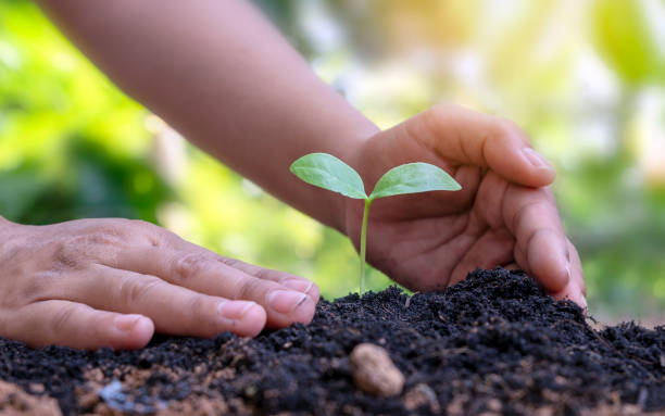 istock Trees growing in soil and human hands caring for trees Earth day concept and global warming campaign 1322616322