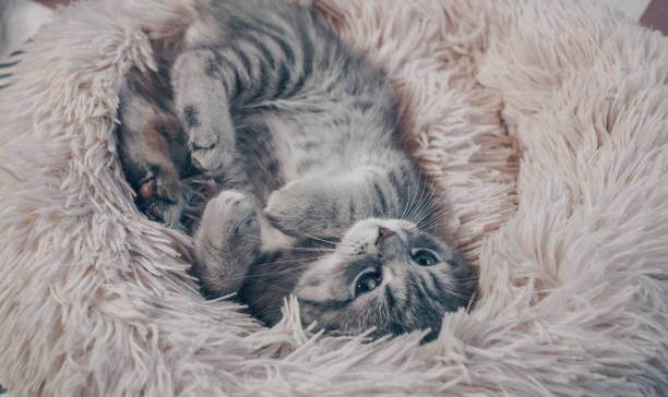 istock Cute Scottish cat, three month old kitten 1322616331