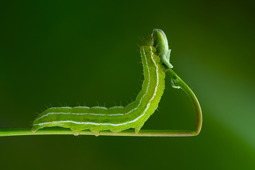 close up of elegant green caterpillar crawling over leaf outdoors in garden, side view, blurred background