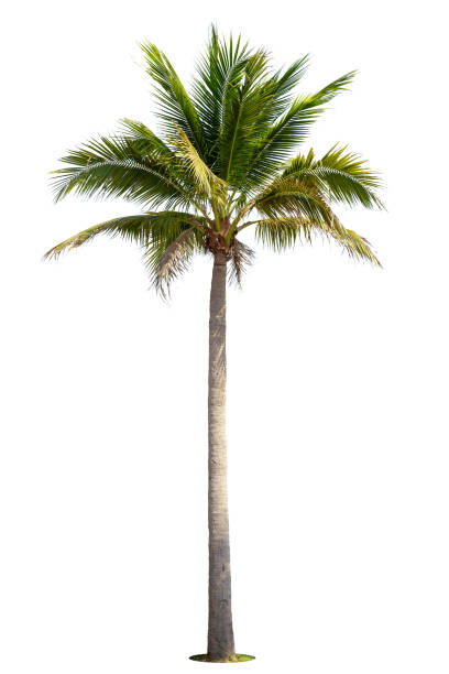 istock Coconut palm tree isolated on white background. 1322616465