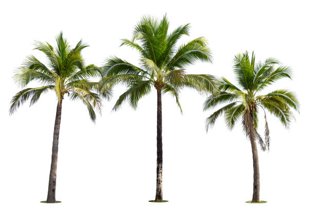 istock Coconut palm tree isolated on white background. 1322616479