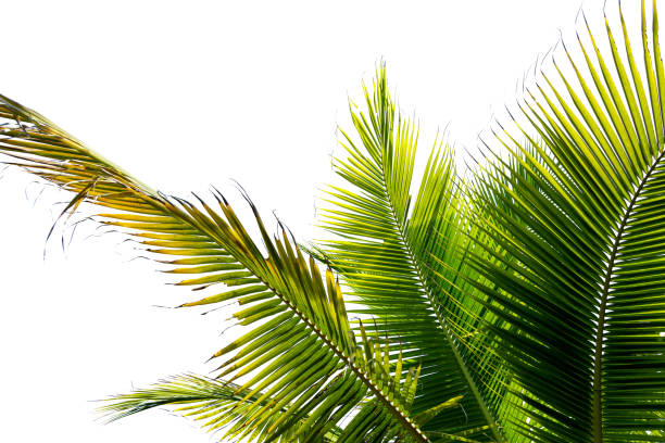 istock leaves of coconut tree isolated on white background, 1322616492