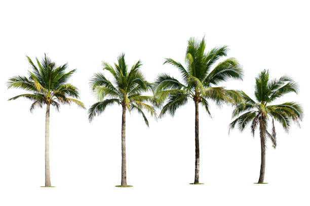 istock Coconut palm tree isolated on white background. 1322616497