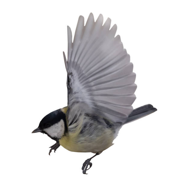 istock isolated on white gold great tit take wing 1322617290