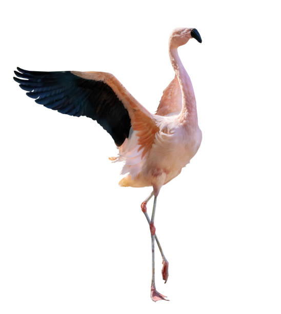 istock fine pink flamingo with spread wings 1322617313