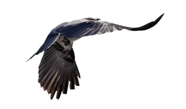 istock flying away dark grey crow with large black wings 1322617314