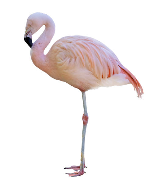 istock standing fine pink flamingo isolated on white 1322617315