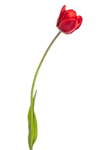 istock red dark tulip isolated on white 1322617348