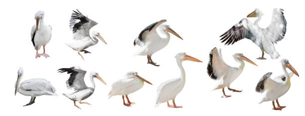 istock ten pelicans isolated on white 1322617350