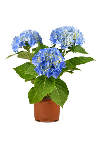 Potted Hydrangea plant with blue flowers isolated on white background