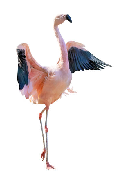 istock single pink flamingo with spread wings 1322617389