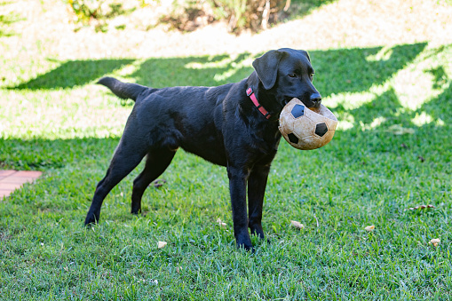 Portrait of a 7 month old black labrador puppy with a soccer ball