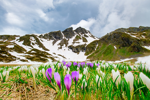 Crocus blooming on the Alps where the snow is retreating