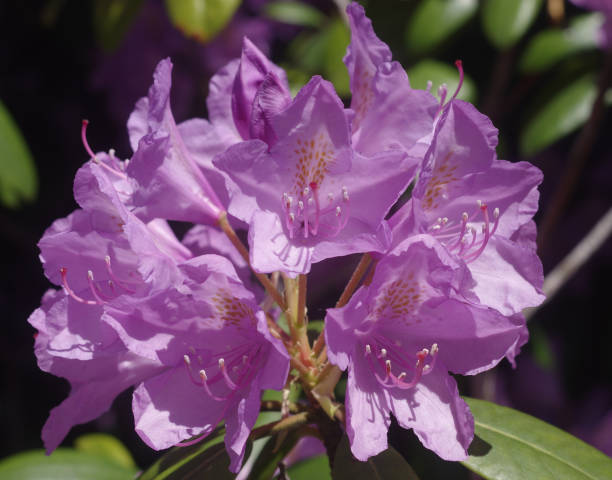 Purple rhododendron blossoms stock photo