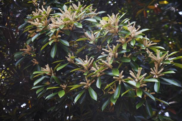 istock Japanese stone oak flowers. 1322621720