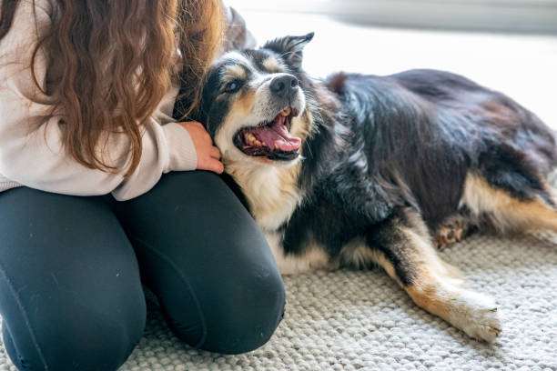 istock Thirteen year old girl with pet border collie 1322622413