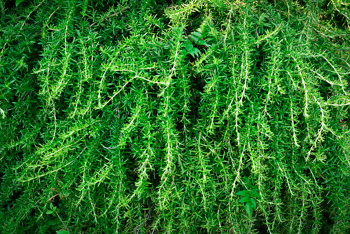 Crithmum maritimum or Rock samphire,Sea fennel flowering succulent plants growing in Tenerife,Canary Islands,Spain.Nature background for design.Selective focus.