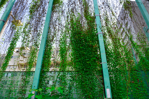 Low angle view of Ivy growing up on a net fence.
