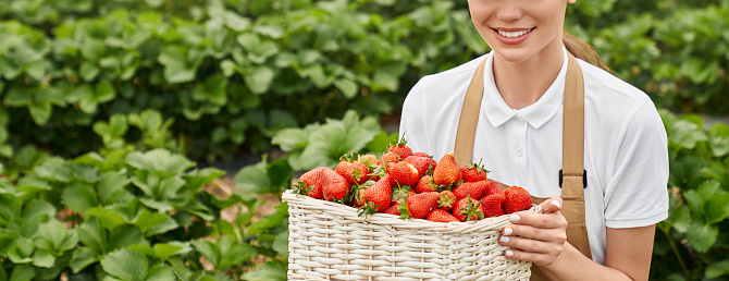 Close up of young woman in uniform holding basket with fresh ripe strawberry. Female gardener picking red berriesat greenhouse. Farming concept.