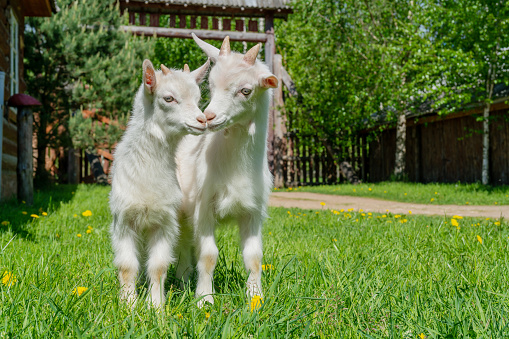 Two cute little white goat. Summer pet on the farm.