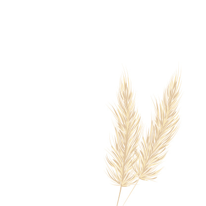 Pampas grass on a white background in a hand drawn style  . Cream branch of dry grass.  Template for a wedding card. Vector background