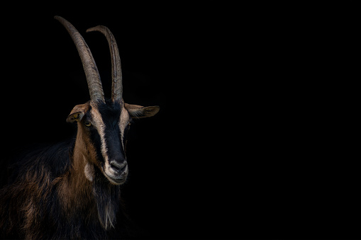 White goat on a black background. Home pet on the farm.