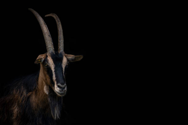 White goat on a black background. White goat on a black background. Home pet on the farm. satan goat stock pictures, royalty-free photos & images