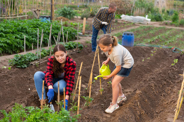 istock Friendly family working together on backyard garden 1322625108
