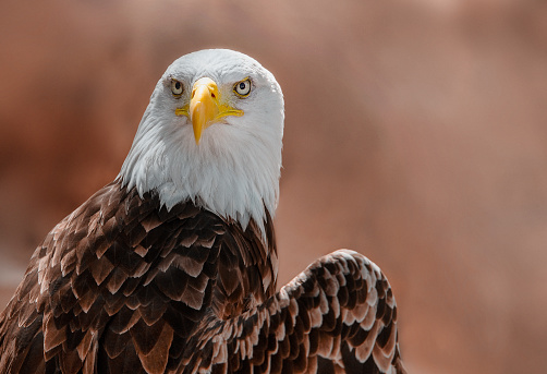 Front view of beautiful eagle in Spain looking away, wildlife picture