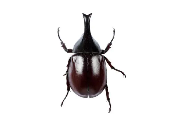 Photo of Beetle on white background with clipping path