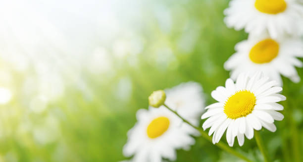 istock Spring chamomile flowers field. Sunny summer field 1322629542