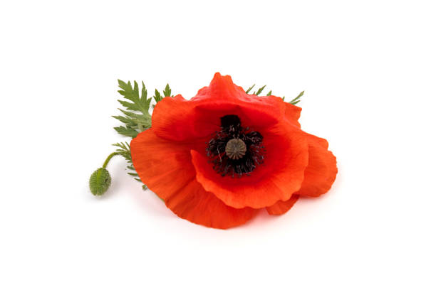 istock Red field poppies (Papaver rhoeas) isolated on white background 1322629724