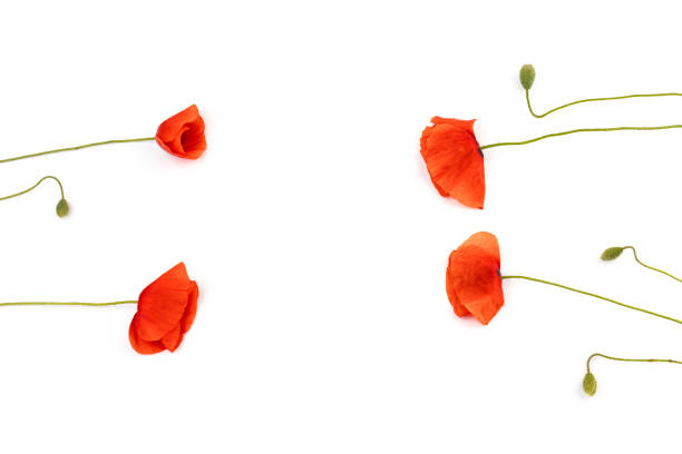 istock Red field poppies (Papaver rhoeas) isolated on white background 1322629725