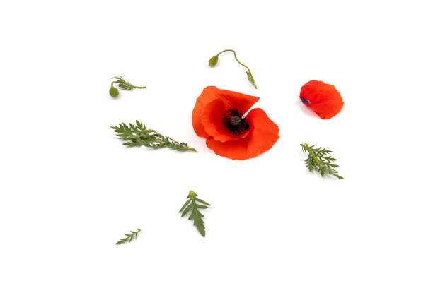 istock Red field poppies (Papaver rhoeas) isolated on white background 1322629735